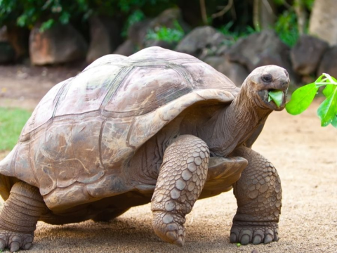 Seyşeller Hakkında Merak Edilenler